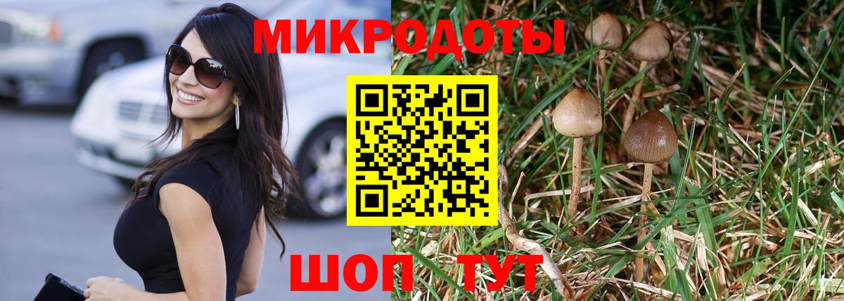 Псилоцибиновые грибы Psilocybe Карачаевск