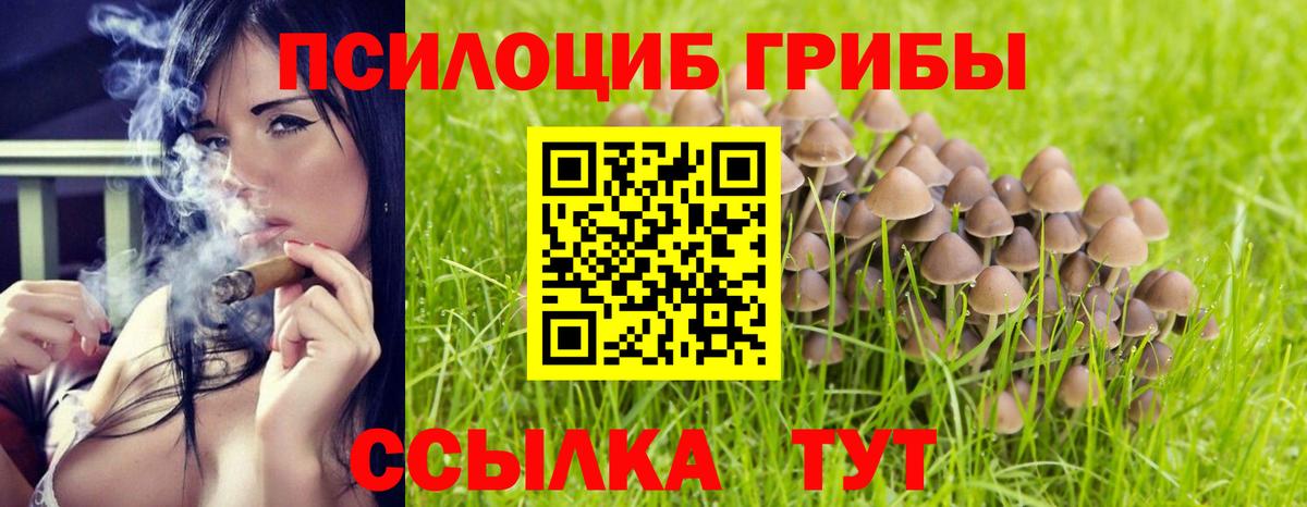 Карачаевск  наркота  Вход с VPN  Псилоцибиновые грибы Psilocybe 